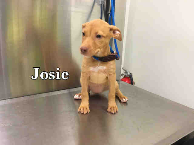 Josie