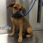 Adoptable (Official) Georgia Dogs for August 18, 2016