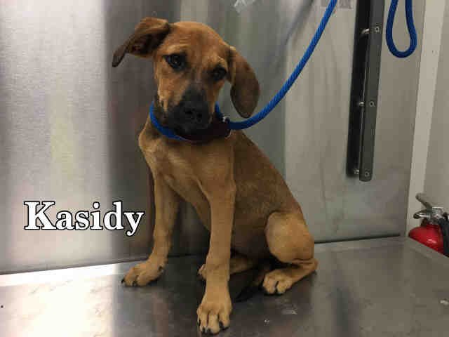 Kasidy