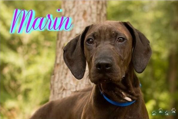 Marin