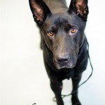 Adoptable (Official) Georgia Dogs for August 10, 2016