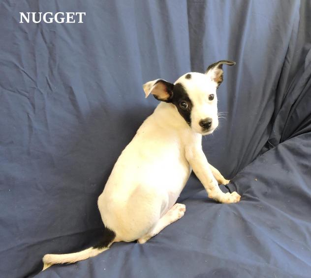 Nugget