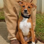 Adoptable (Official) Georgia Dogs for August 11, 2016
