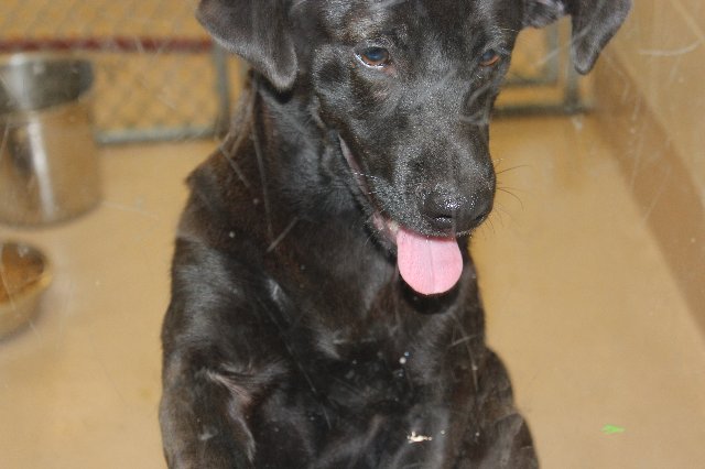 52768-dachshund-female