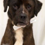 Adoptable (Official) Georgia Dogs for August 29, 2016