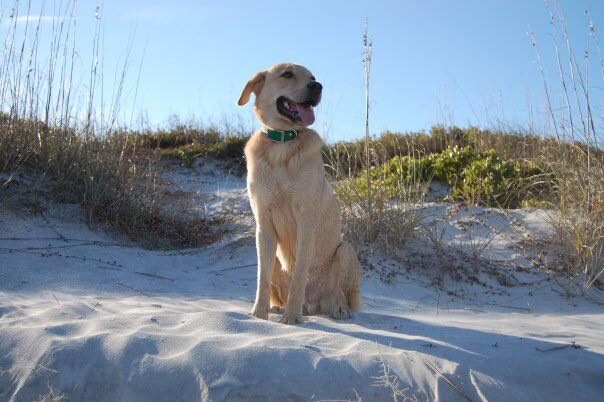 bailey