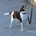 Adoptable (Official) Georgia Dogs for September 15, 2015