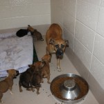Adoptable (Official) Georgia Dogs for September 26, 2016