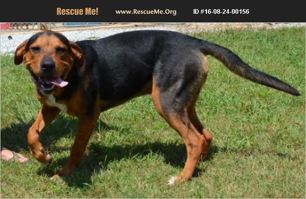 butts-coonhound