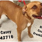Adoptable (Official) Georgia Dogs for September 1, 2016