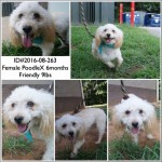 Adoptable (Official) Georgia Dogs for August 30, 2016