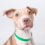 Adoptable (Official) Georgia Dogs for September 8, 2016