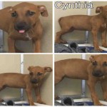 Adoptable (Official) Georgia Dogs for September 14, 2016