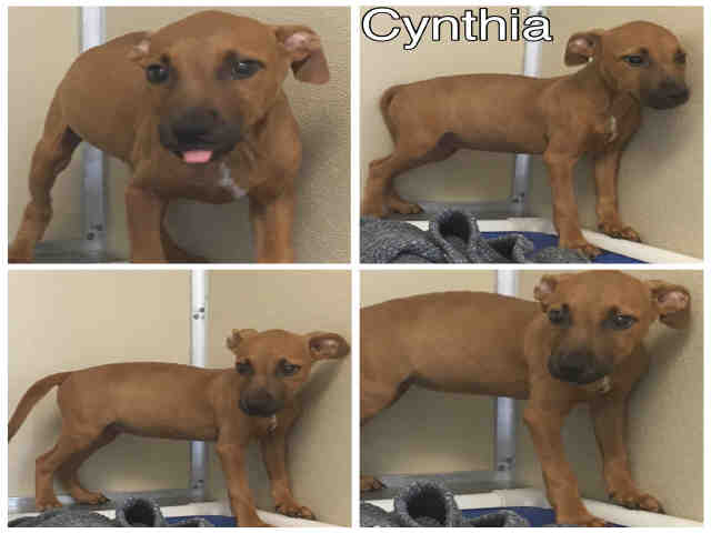 cynthia