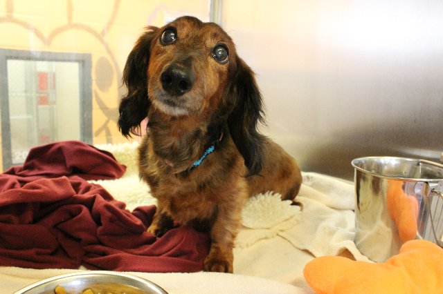 dachshund-pen-212-52799