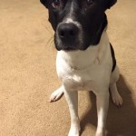 Adoptable (Official) Georgia Dogs for September 21, 2016