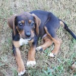 Adoptable (Official) Georgia Dogs for September 20, 2016