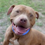 Adoptable (Official) Georgia Dogs for August 24, 2016