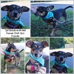 Adoptable (Official) Georgia Dogs for September 29, 2016