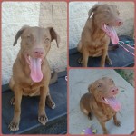 Adoptable (Officials) Georgia Dogs for September 19, 2016
