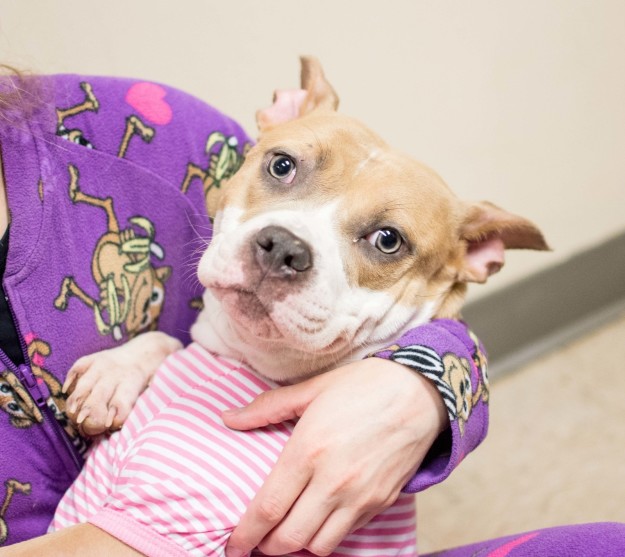 Lifeline Dog Sleepover