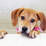 Adoptable (Official) Georgia Dogs for September 7, 2016
