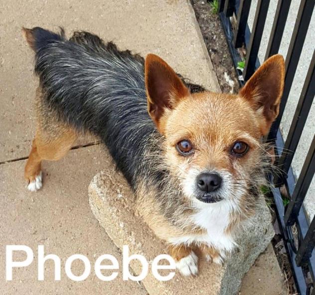 phoebe