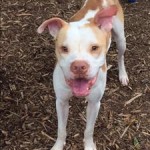 Adoptable (Official) Georgia Dogs for September 6, 2016