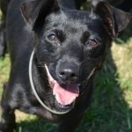 Adoptable (Official) Georgia Dogs for September 16, 2016