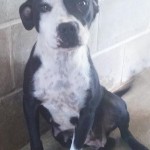 Adoptable (Official) Georgia Dogs for September 22, 2016