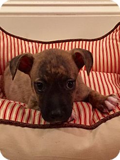 ralphie
