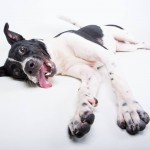 Adoptable (Official) Georgia Dogs for September 9, 2016