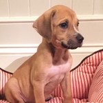 Adoptable (Official) Georgia Dogs for September 12, 2016