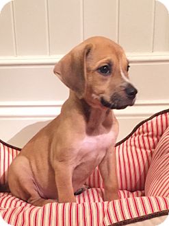 scout