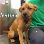 Adoptable (Official) Georgia Dogs for September 2, 2016