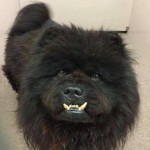 Adoptable (Official) Georgia Dogs for September 30, 2016