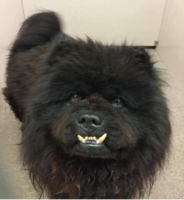 wally-chow