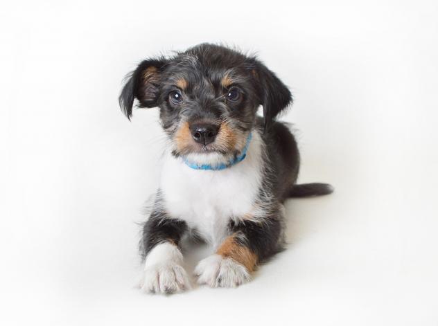 wally-gainesville