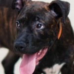 Adoptable (Official) Georgia Dogs for October 17, 2016