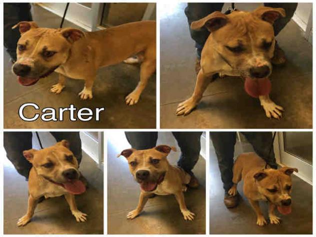 carter-macon