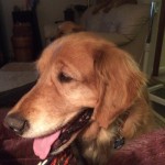 Adoptable (Official) Georgia Dogs for October 20, 2016