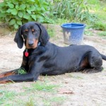 Adoptable (Official) Georgia Dogs for October 19, 2016