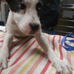 Adoptable (Official) Georgia Dogs for October 28, 2016