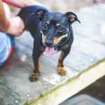 Adoptable (Official) Georgia Dogs for October 27, 2016