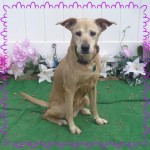 Adoptable (Official) Georgia Dogs for October 26, 2016