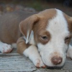 Adoptable (Official) Georgia Dogs for October 22, 2016