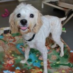 Adoptable (Official) Georgia Dogs for October 18, 2016