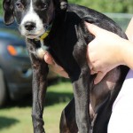 Adoptable (Official) Georgia Dogs for October 7, 2016