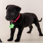 Adoptable (Official) Georgia Dogs for October 11, 2016