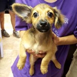 Adoptable (Official) Georgia Dogs for October 4, 2016